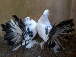 Fancy Pigeons For Sale In Kollam Kerala Classified Pigeons For Sale Birds For Sale Kollam