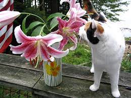 Cats require emergency treatment by a veterinarian as soon as possible. The Truth About Easter Lily Toxicity Poisonous Plants For Cats Petsci