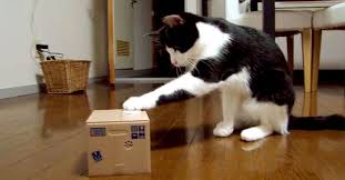 What S In The Box This Cat Sure Is Curious To Find Out Funny Cat Fails Funny Cat Videos Cat Gif