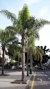 Image result for Syagrus romanzoffiana