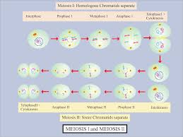 Maybe you would like to learn more about one of these? Meiosis I Is A Reduction Division Meiosis Ii Is Equational Class 11 Biology Cbse