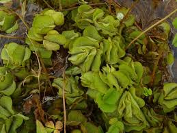 Image result for Salvinia hastata