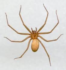 Click to see full answer. 21 Oklahoma Spiders Ideas Spider Oklahoma Brown Recluse Spider