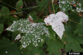 Apple, pear, hawthorn, cotoneaster, firethorn and mountain ash. Diseases Diagnosed In July 2010 Usu