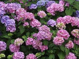 Pink hydrangeas can be turned blue by applying aluminum sulfate to lower the ph and add aluminum to the soil. How To Grow And Care For Hydrangeas