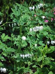 Image result for Dicentra spectabilis alba