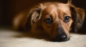 Chiweenie Breed Information The Dachshund Chihuahua Mix