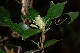 Image result for Cola mossambicensis