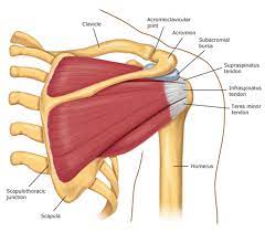 True joint capsule of the shoulder, extending from the glenoid labrum to the neck of the humerus. Impingement Syndrome Brisbane Knee And Shoulder Clinicbrisbane Knee And Shoulder Clinic