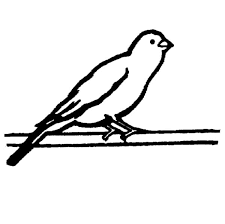 Colour Bird On Tree Drawing Canary Bird Standing On Tree Branch Coloring Pages Best Place To Color In 2020 Canary Birds Coloring Pages Bird Stand