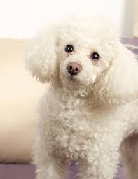 See more ideas about daddy day, dad day, fathers day crafts. Best Dog Clippers For Poodles And Labradoodles Playbarkrun