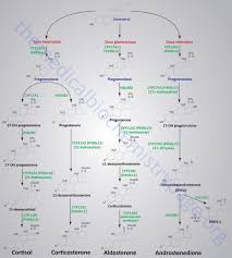 Adrenal Steroid Hormone Synthesis Large Image