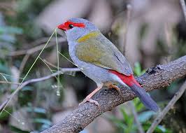 Bird With Red Head And Gray Body Red Browed Finch Aegintha Temporalis Aka Red Head Temporal Beautiful Birds Finches Bird Finch