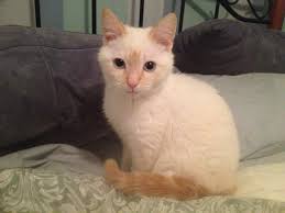 Look at pictures of siamese kittens in seattle who need a home. A Journey Through Pet Adoption Jacinda Buchmann