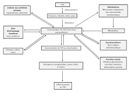 We did not find results for: Pour Les Professionnels De La Sante Le Cannabis Et Les Cannabinoides Canada Ca