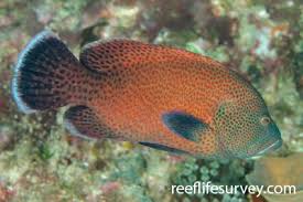 Image result for Cephalocroton