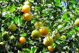 Image result for Cyphia mazoensis