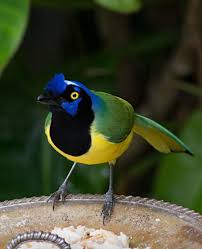 Birds Of A Feather 2019 Characters Green Jay Photo By Jerick Howli Pet Birds Bird Feathers Wild Animals Videos