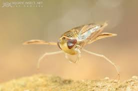 Water Boatman Corixa Punctata Aquatic Insects Fly Fishing Pond Life