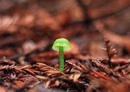 Image result for Ozoroa viridis