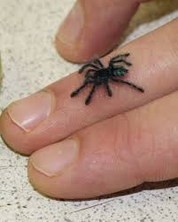 These desert arachnids look like they have ten legs, but two of these limbs are really pedipalps, sensors that help them locate prey. Spider Zooborns