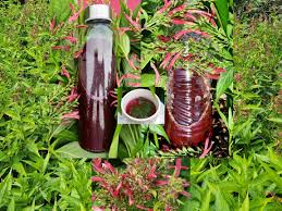 Image result for Justicia striolata