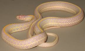Black And White Checkered Snake Texas Pin By Fenton Mckown On Cold Blooded Beauty Snakes Snake Photos Snake Albino