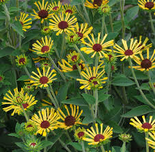 Plant Profile: Black-eyed Susan