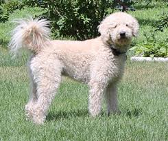 We love her so much!. Labradoodle Puppies Wild Coyote Farm