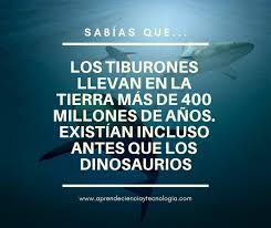 Resultado de imagen para sabias que