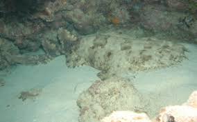 The name wobbegong, from the tasselled wobbegong, is australian aboriginal in origin, but its the beard of fleshy tassels further obscures the outline of the shark's head, making it very hard to tell. Species Profile The Tasselled Wobbegong Shark We Love Sharks