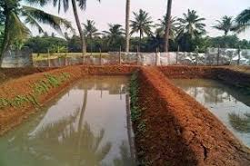 4 Cara Budidaya Ikan Gabus Di Kolam Tanah Paling Mudah Ilmubudidaya Com