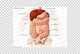 This is a laparoscopic tour of abdominal cavity anatomy. Abdomen Organ Human Anatomy Abdominal Cavity Colo Colo Hand Human Anatomy Png Klipartz