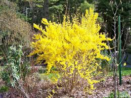 A Forsythia Saga Plants Forsythia Black Walnut Tree