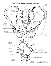 We did not find results for: Pelvis Boney Features Coloring Page Anatomy Coloring Pages Anatomy Bones Human Anatomy And Physiology