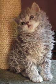 Pin On Cats