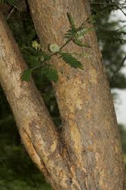 Image result for Acacia fleckii