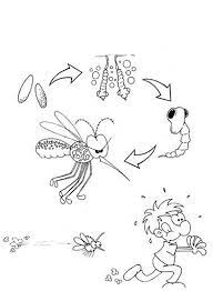 Desenho para colorir do mosquito da dengue. Desenho De Ciclo De Vida Do Mosquito Da Dengue Para Colorir Tudodesenhos
