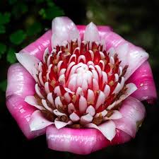 Image result for Etlingera