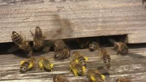 Use only if necessary along with protection. Spring Means Bees Are Swarming Here S What To Do If You See A Swarm Wbir Com