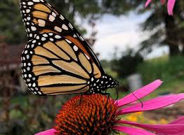 Image result for Monarch Butterfly