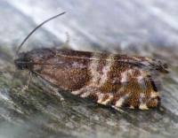 Image result for Cydia strobilella