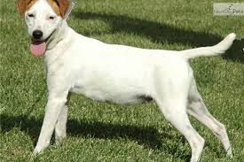 Black And White Jack Russell Terrier Lab Mix Jack Russell Terrier Puppy For Sale For 950 Long Leg Smooth Coat Jack Russell Terrier Puppies Gsp Dogs Jack Russell