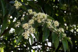 Image result for Pteleopsis