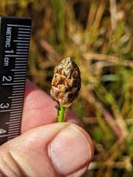 Image result for Xyris parvula