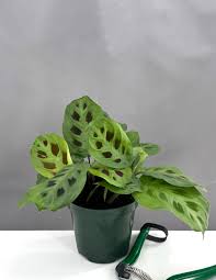 Image result for maranta