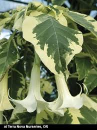 Pin On Plants I Want