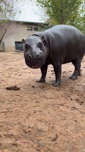 Image result for Premna tanganyikensis