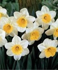 Narcissus Fragrant Breeze Large Cupped Narcissi Narcissi Flower Bulb Index Narcissus Flower Bulb Flowers Narcissus