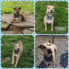 See the following for more details in all the popular social networks. Mending Hearts Animal Rescue Home Facebook